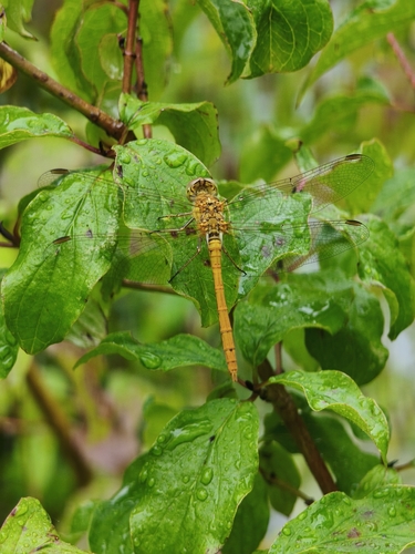 Southern Darter