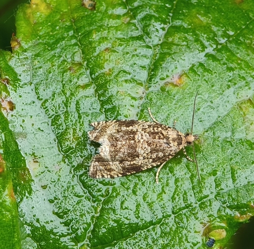 Common Marble