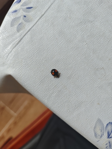 Asian Lady Beetle