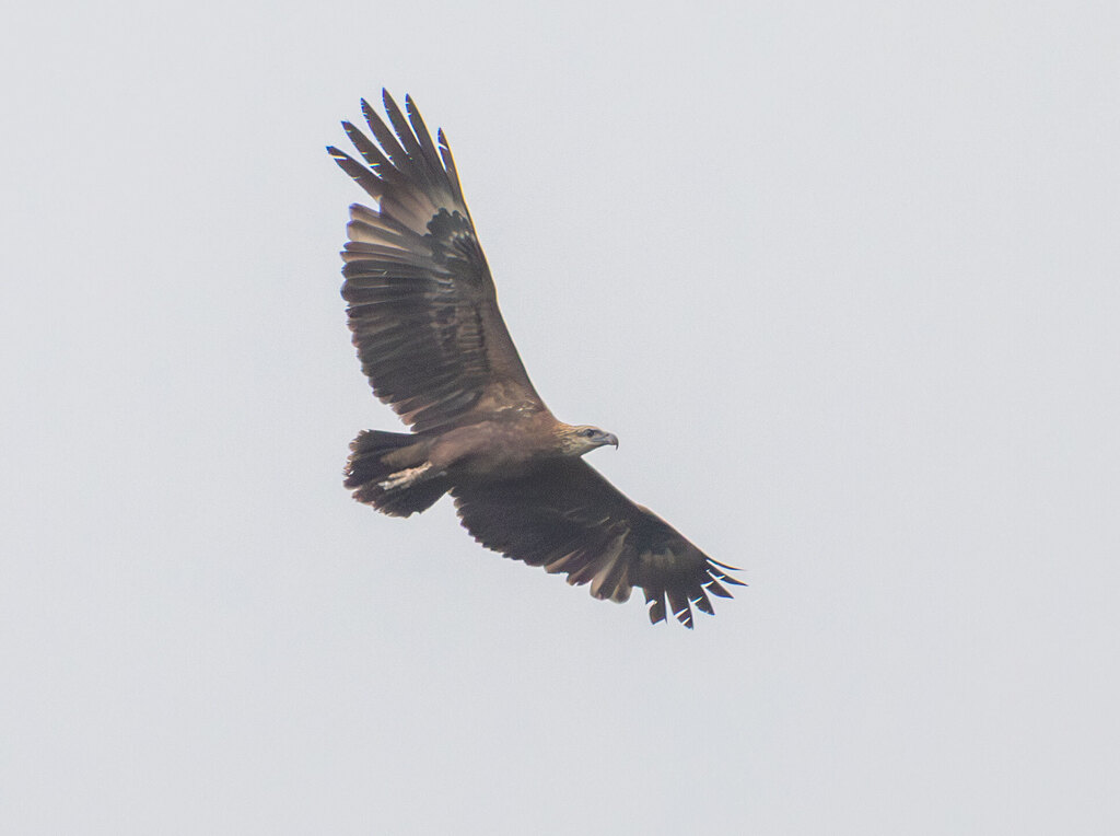 Sanford's Sea-Eagle (Icthyophaga sanfordi) photo