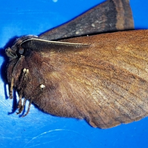 Anthela rubeola