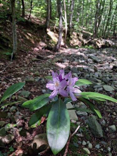 Pontic Rhododendron