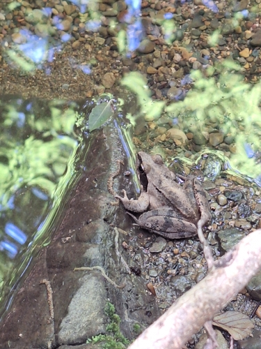 Agile Frog