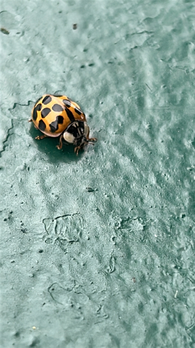 Asian Lady Beetle
