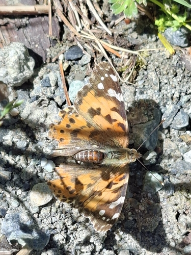 Painted Lady