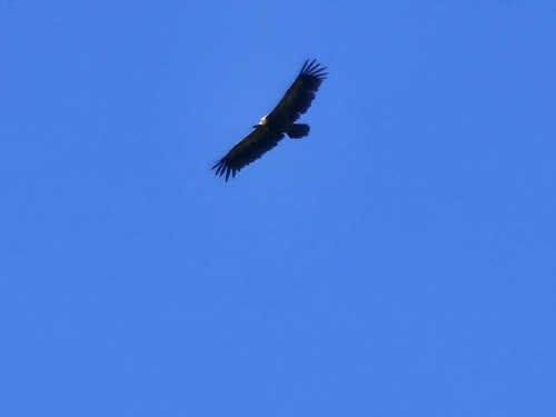 Eurasian Griffon