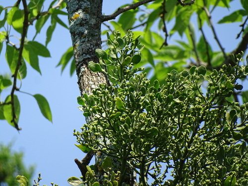 American Mistletoe