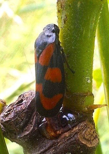 Common Froghopper