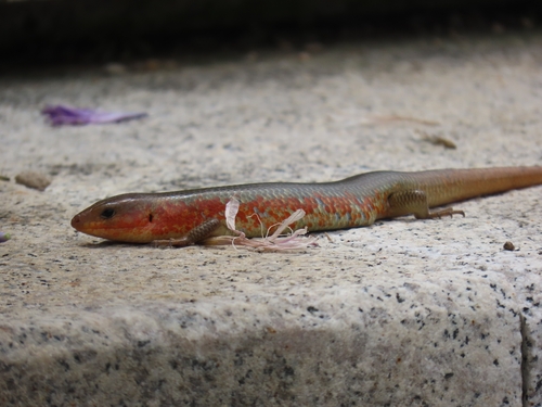 Chinese Skink