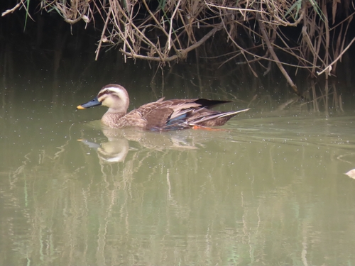 Eastern Spot-billed Duck