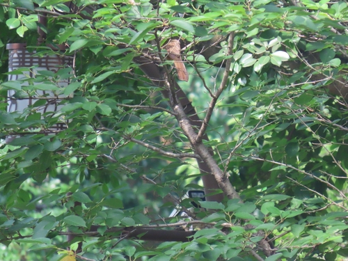 Masked Laughingthrush