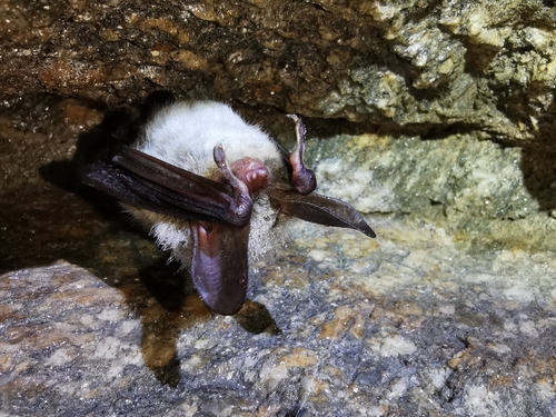 Bechstein's bat
