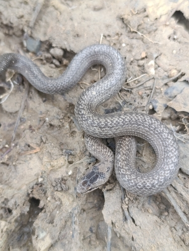 Smooth Snake