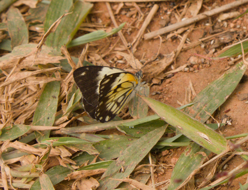 Southern African Caper White