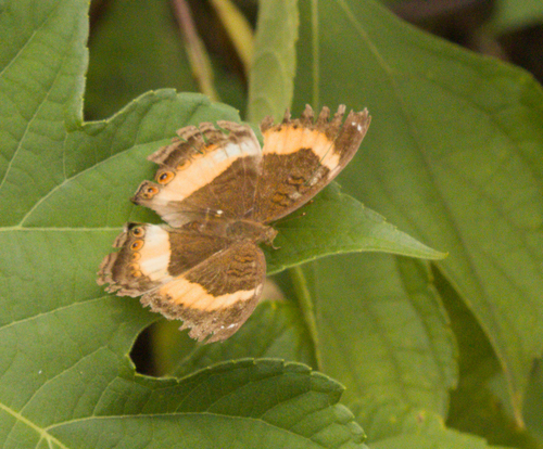 Yellow-banded Pansy