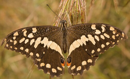 Citrus Swallowtail