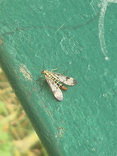 Common European Scorpionfly