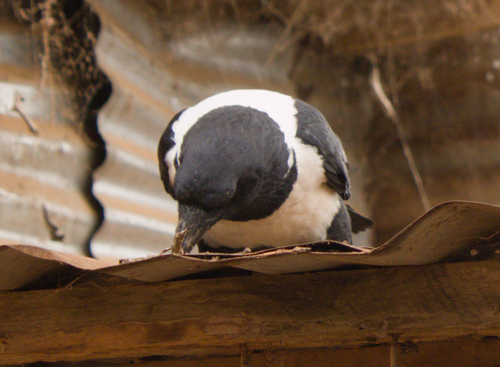 Pied Crow
