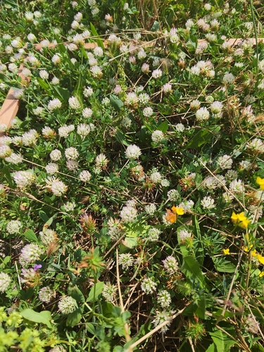white clover