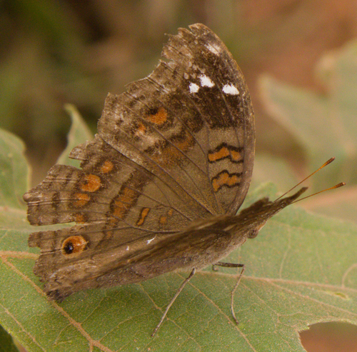 Spotted Brown Pansy