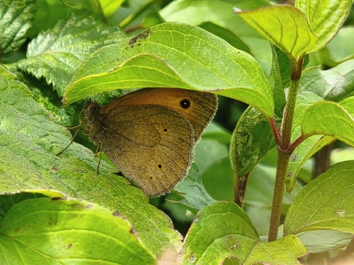 Meadow Brown