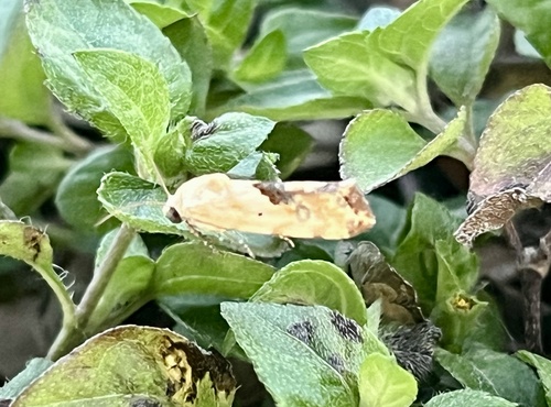 Ponometia libedis