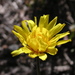 Yam Daisy - Photo (c) Brian Catto, all rights reserved, uploaded by Brian Catto