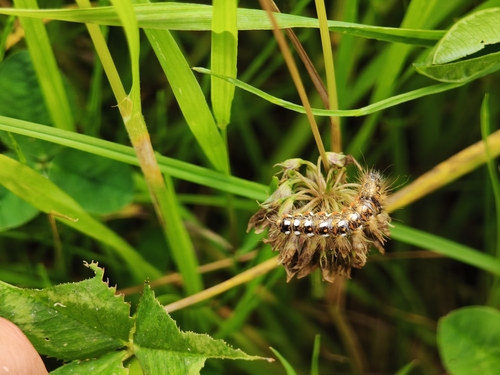 Knot Grass Moth