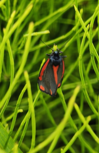 Cinnabar moth