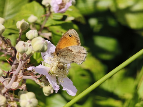 Small Heath
