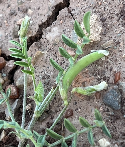 small-flowered milkvetch