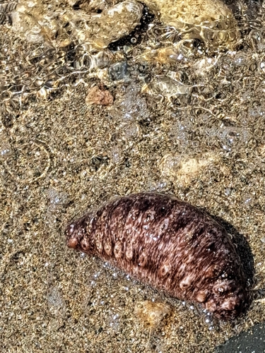 Holothuria
