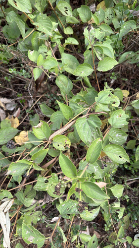 common lantana