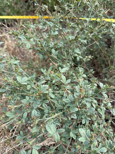 Shrubby Stylo