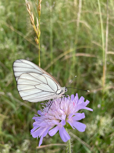 Black-veined White