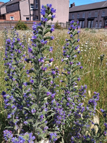 viper's-bugloss