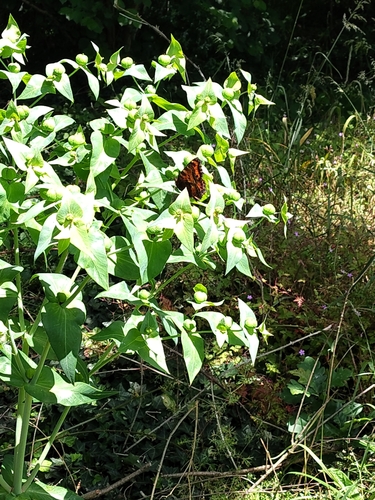 Large Tortoiseshell