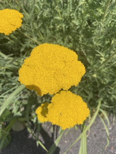 Fern-leaf Yarrow