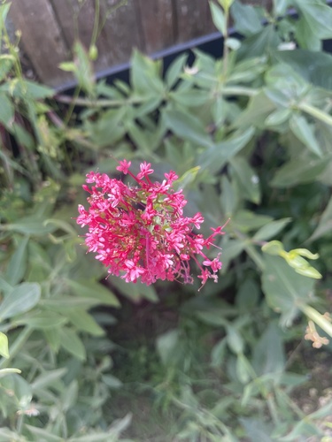 Red Valerian