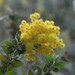 Queensland Silver Wattle - Photo (c) WK Cheng, all rights reserved, uploaded by WK Cheng
