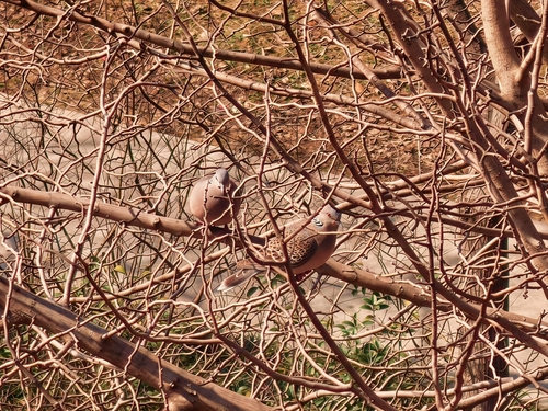 Oriental Turtle-Dove