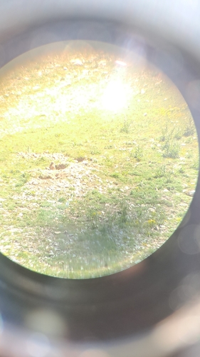 Alpine Marmot