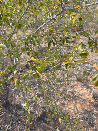 quinine bush