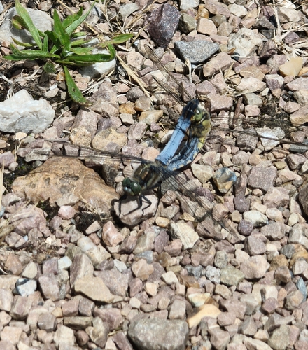 Black-tailed Skimmer