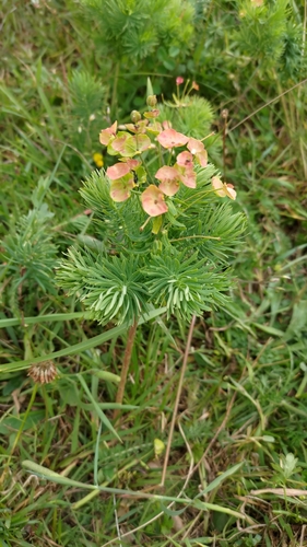 cypress spurge
