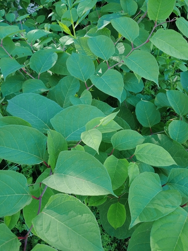 Japanese knotweed