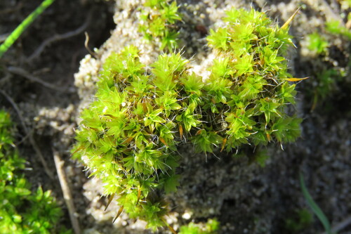 Bearded Screwmoss