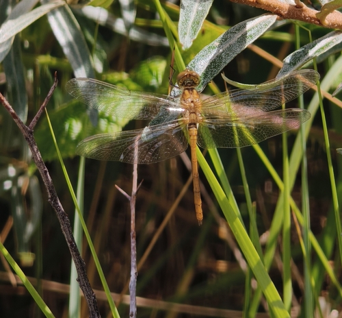 Southern Darter