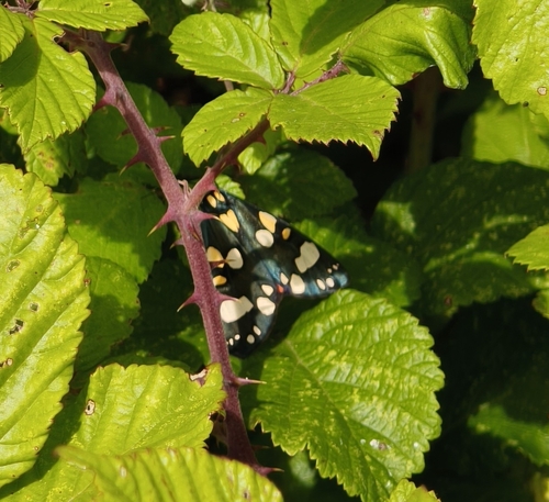 Scarlet Tiger