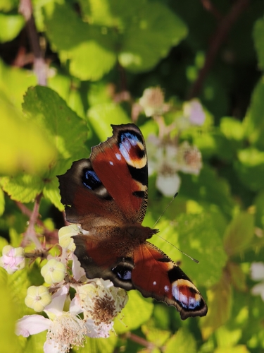 European Peacock Butterfly